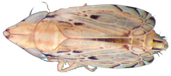 Flexamia arizonensis, dorsal view.