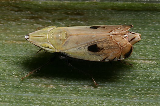 Flexamia areolata