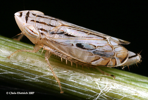 Flexamia albida