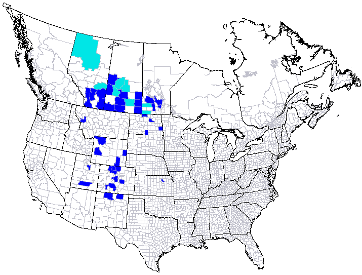 Flexamia decora map