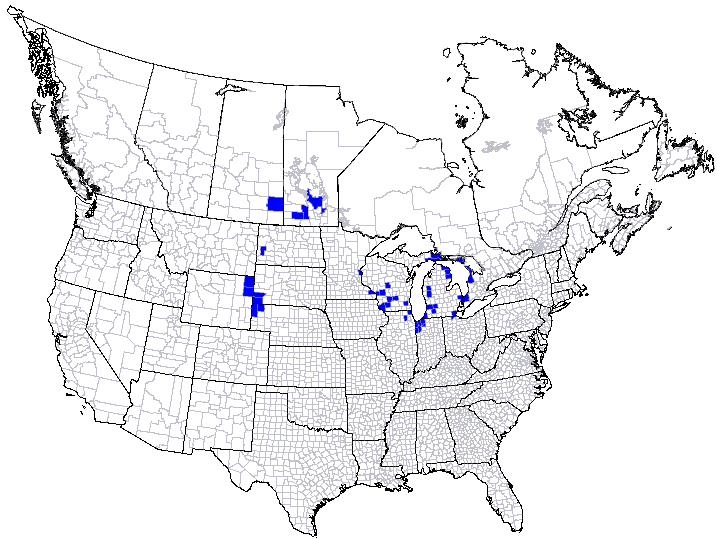 Flexamia delongi map