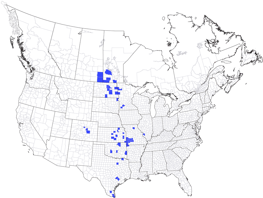 Flexamia graminea map