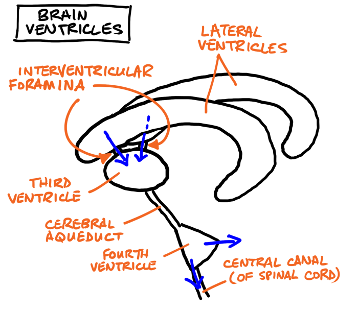 brain ventricles