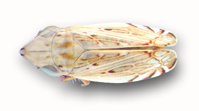 Flexamia arenicola, dorsal view