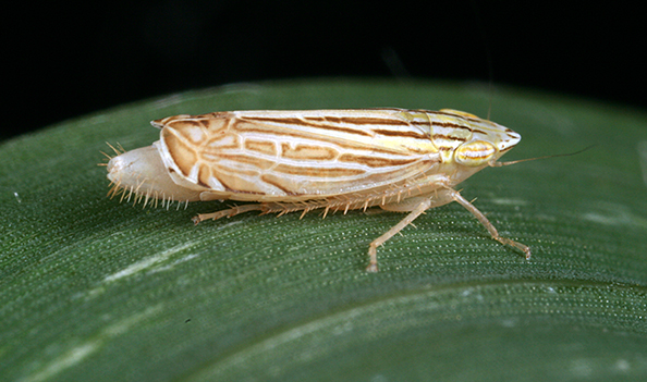 cicadellid Flexamia grammica