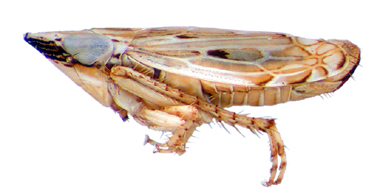 cicadellid Flexamia modica, side view