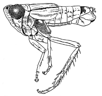 the leafhopper Athysanella blockeri, side view