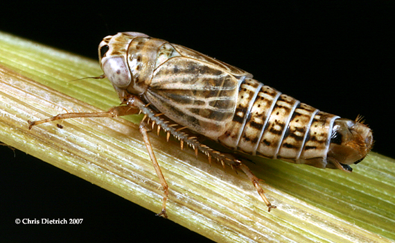 the leafhopper Athysanella incongrua