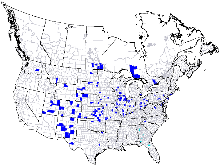 Distribution of the cicadellid Flexamia inflata