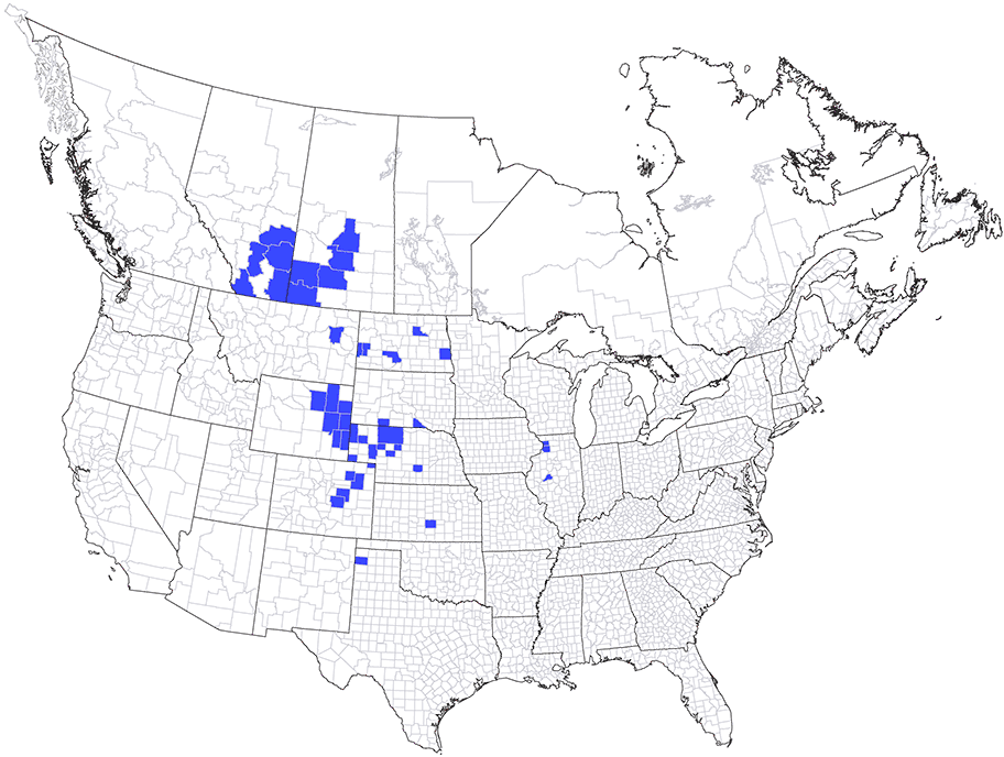 range map of the cicadellid Flexamia grammica