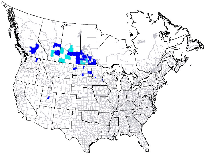 Geographic distribution of Flexamia serrata