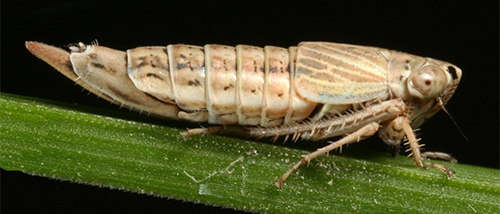 Athysanella (Amphipyga) attenuata, female