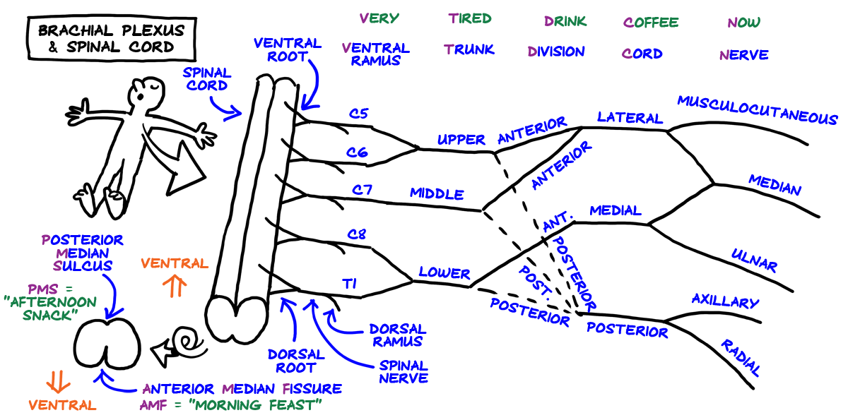 brachial plexus and the spinal cord