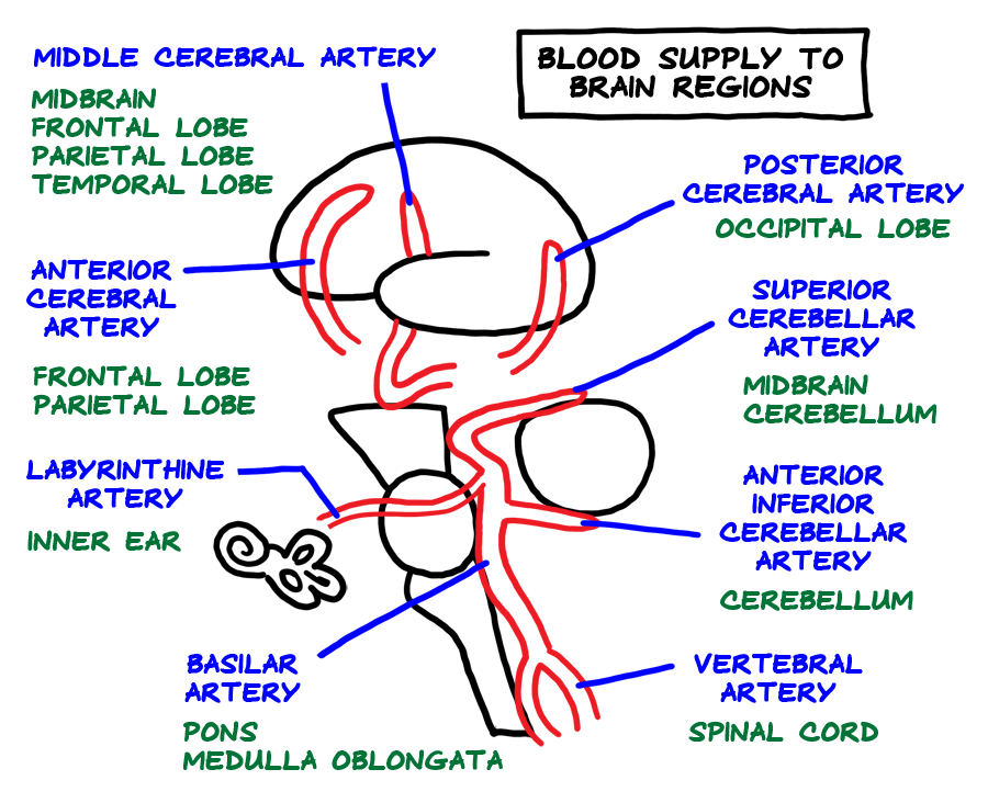 blood supply to brain regions