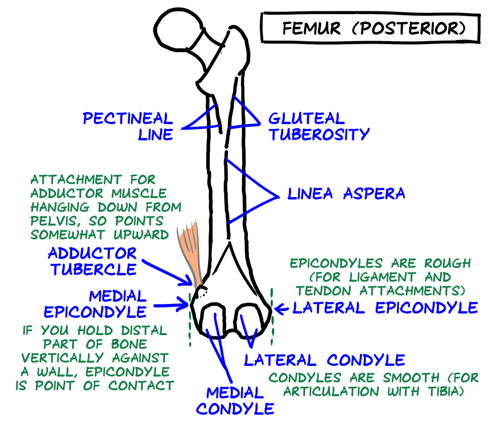 femur posterior view