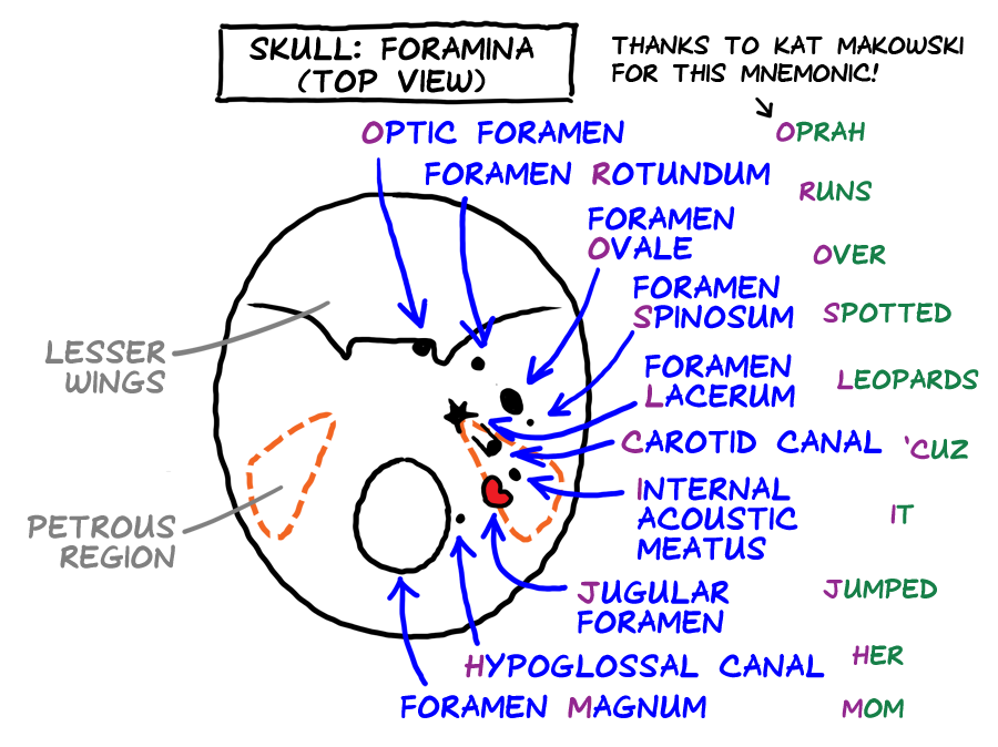 skull foramina, superior view 2