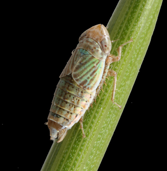 the leafhopper Athysanella contracta