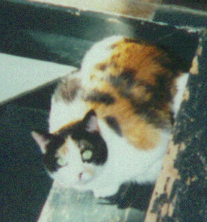 My cat, named 42; not a snack for a Melmackian(sp?)
