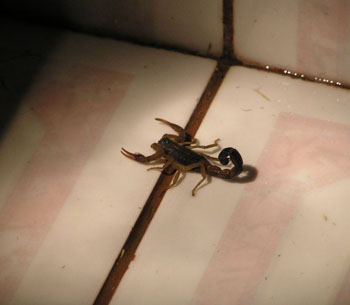 Scorpion in the Shower
