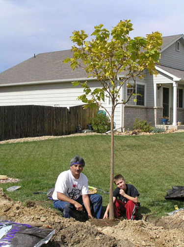 PJ & Corbin Planting Catalpa Tree