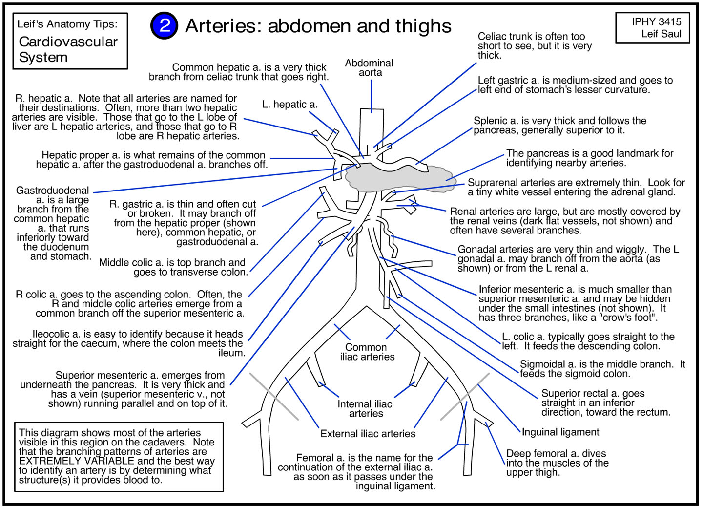 arteries of abdomen and thighs