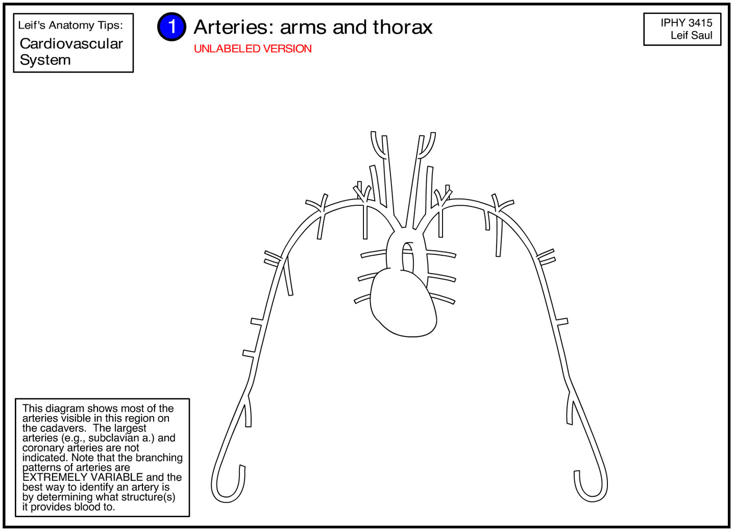 arteries of arms and thorax, unlabeled