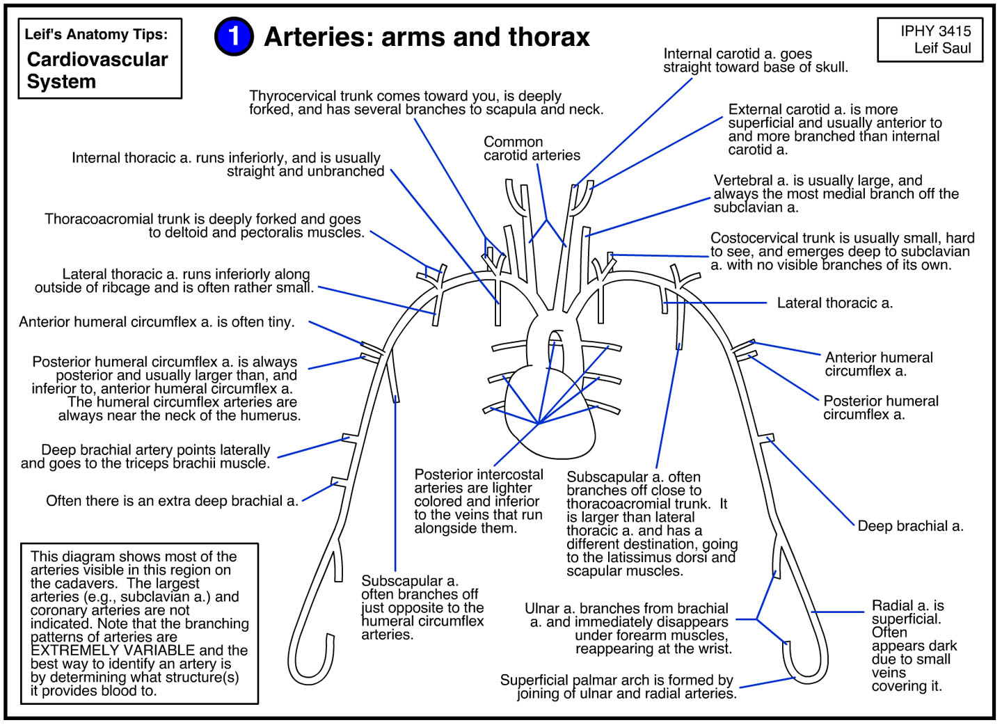 arteries of the arms and thorax