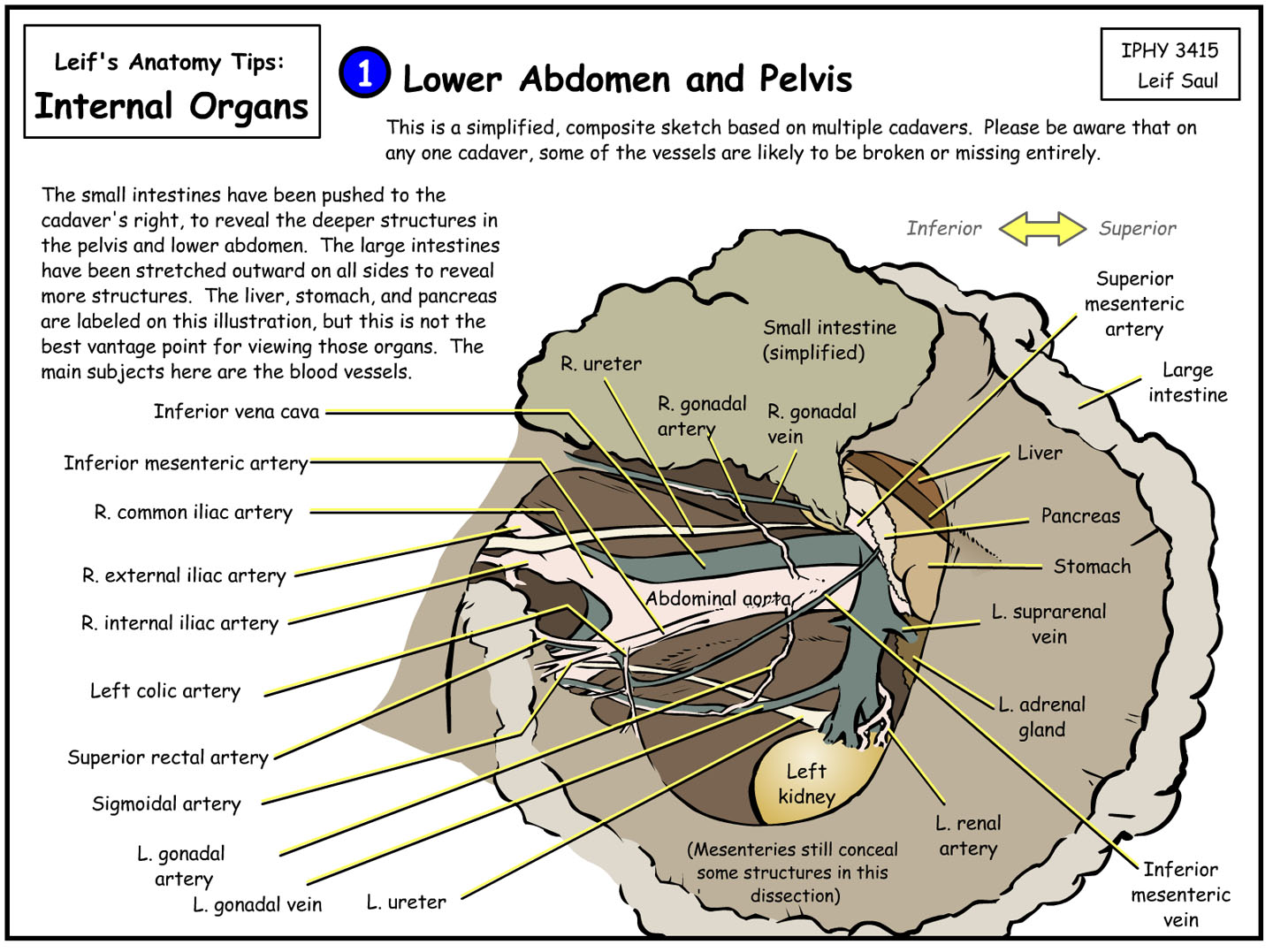 organs of lower abdomen and pelvis