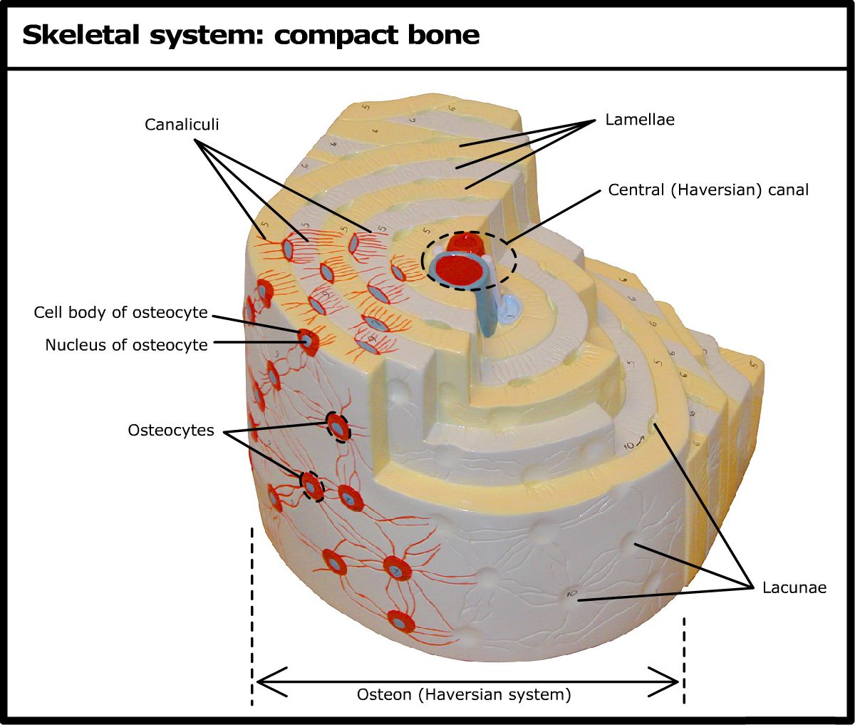 skeletal-system-compact-bone