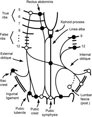 coracobrachialis muscle origin and insertion