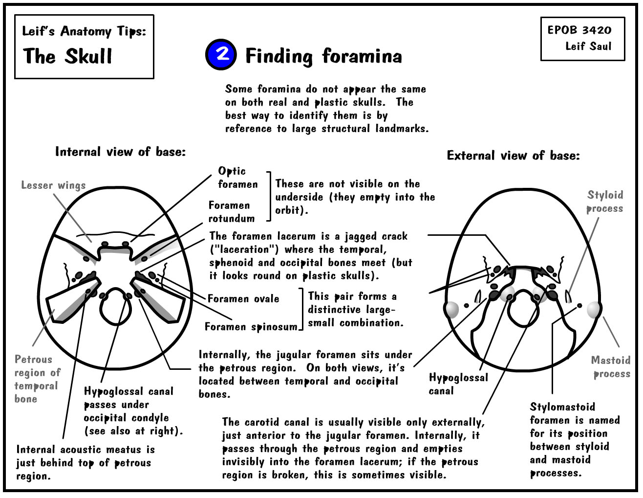 skull, finding foramina