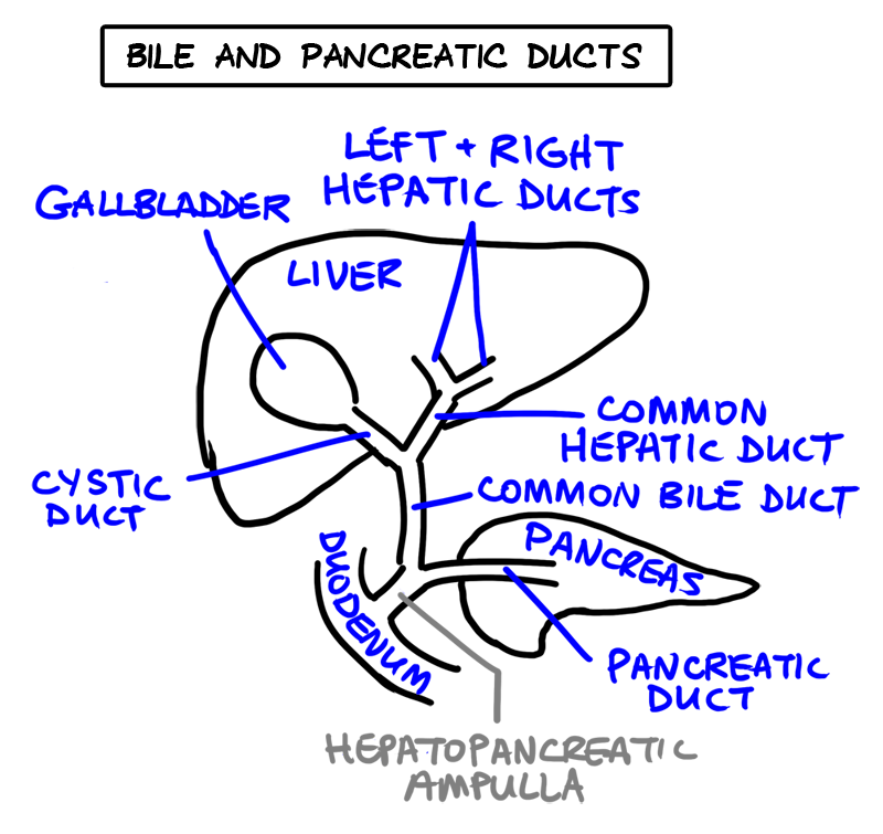 bile and pancreatic ducts