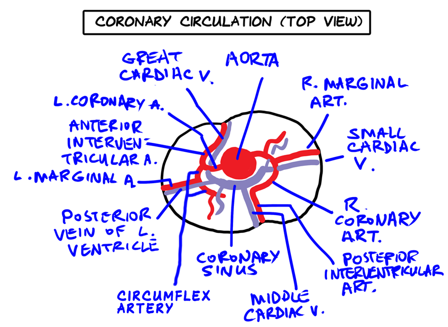 Coronary Circulation Flow Chart