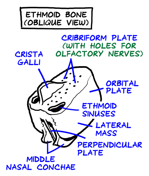 ethmoid bone, oblique view