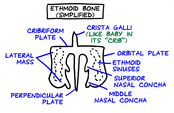 ethmoid bone, simplified