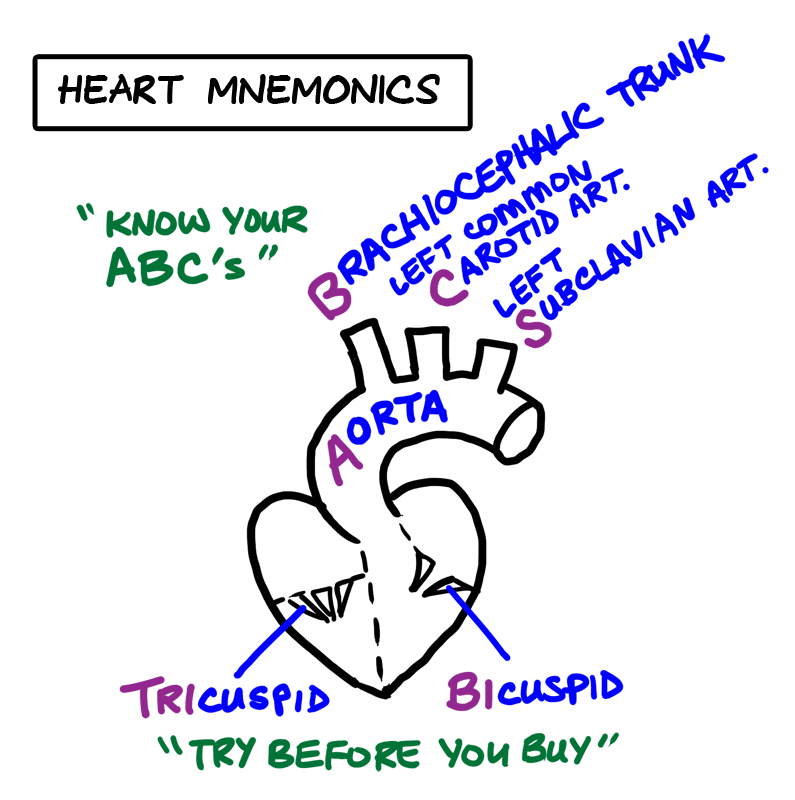 heart mnemonics