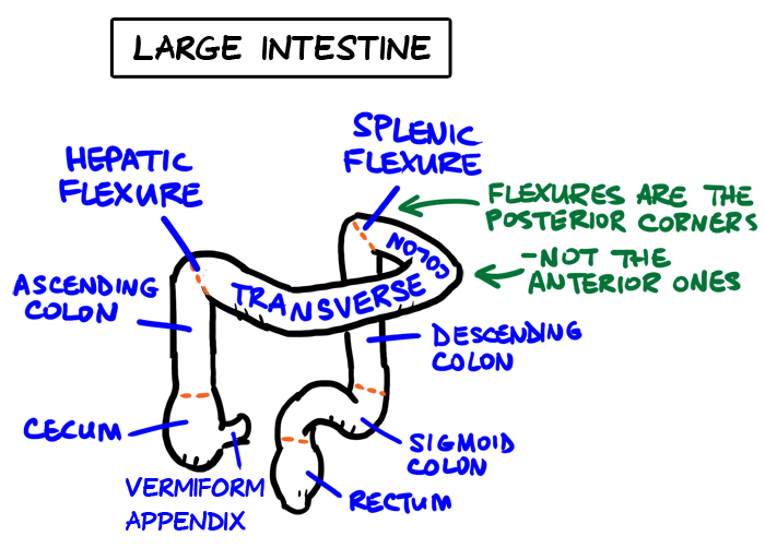 large intestine regions