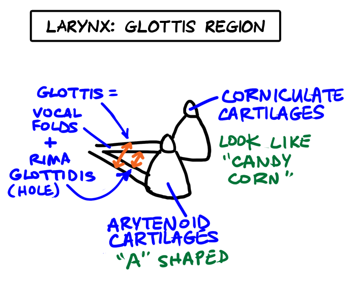 larynx glottis region