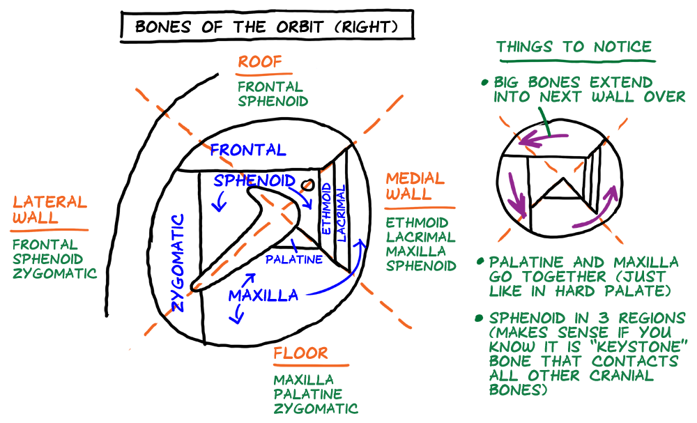 bones of the orbit