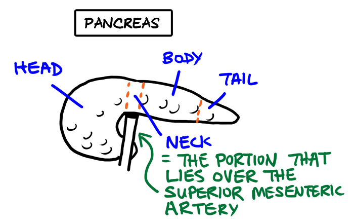 pancreas regions