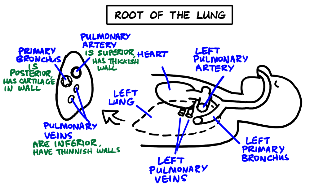 root of lung