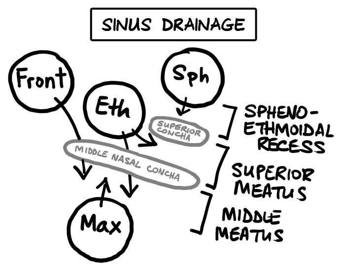 sinus drainage