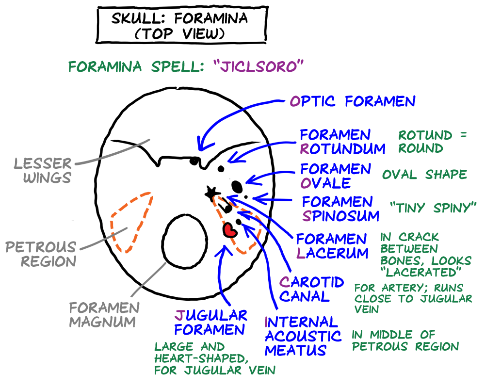 skull foramina, superior view