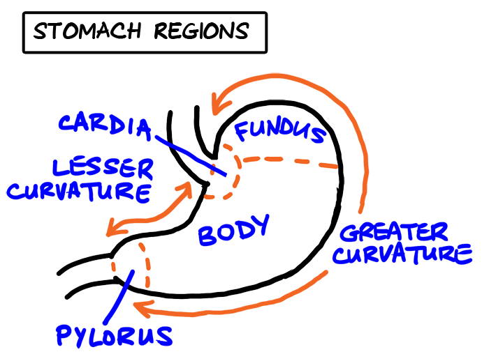stomach regions
